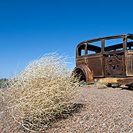 Old rusty car and Prickly Russian Thistle also called Tumbleweed (Salsola tragus / Salsola iberica) which formes round bushes that will dry and then and tumble in the wind, Arizona, USA