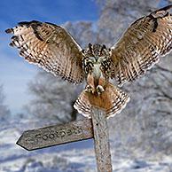 Eurasian eagle owl (Bubo bubo) landing with open wings on signpost in the snow in winter. Digital composite