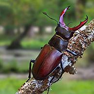 European stag beetle (Lucanus cervus) male in oak forest. Digital composite