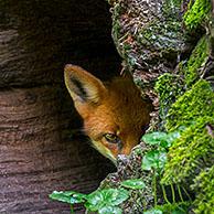 Shy red fox (Vulpes vulpes) hiding in hollow tree trunk in woodpile in forest