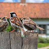Male common sparrow / house sparrow (Passer domesticus) with two juveniles begging for food on wooden fence in garden of house in the countryside. Digital composite
