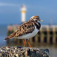 Ruddy turnstone (Arenaria interpres) in non-breeding plumage perched on wooden jetty at harbour along North Sea coast in late winter / early spring. Digital composite