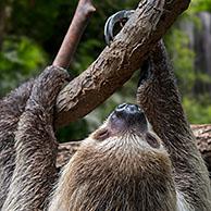 Linnaeus's two-toed sloth / southern two-toed sloth / Linne's two-toed sloth (Choloepus didactylus / Bradypus didactylus) climbing tree, South America. Digital composite