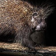 North American porcupine / Canadian porcupine (Erethizon dorsatum) foraging in tree at night, native to North America