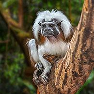Cotton-top tamarin / cotton-headed tamarin / crested tamarin (Saguinus oedipus) native to tropical forests in northwestern Colombia, South America. Digital composite