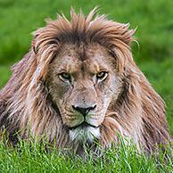 Barbary lion / North African lion / Berber lion / Atlas lion / Egyptian lion (Panthera leo leo) fierce looking male, extinct in the wild