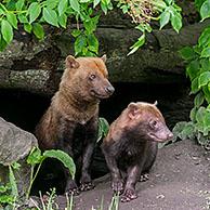 Bush dog (Speothos venaticus) adult with juvenile at entrance of den / burrow, canids native to Central and South America
