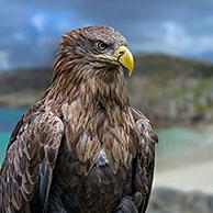 White-tailed eagle / white-tailed sea-eagle (Haliaeetus albicilla) close-up portrait. Digital composite