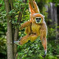 Lar gibbon / white-handed gibbon (Hylobates lar) in tropical rain forest / rainforest, native to Indonesia, Laos, Malaysia, Myanmar and Thailand. Digital composite