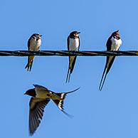 Barn swallows (Hirundo rustica) congregating in huge flock, sitting on power line / electrical wire before migrating