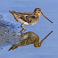 Common snipe (Gallinago gallinago) foraging along lake bank / pond shore in wetland along the North Sea coast in summer
