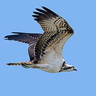 Western osprey (Pandion haliaetus) flying against blue sky