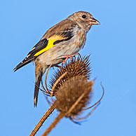 European goldfinch (Carduelis carduelis) juvenile eating seeds from wild teasel in late summer / early autumn