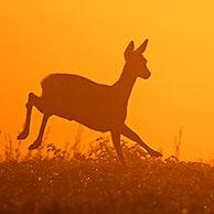 European roe deer (Capreolus capreolus) female / doe with young fleeing in meadow / grassland silhouetted against sunset in early autumn