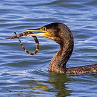 Great cormorant (Phalacrocorax carbo) swimming along the North Sea coast with caught greater pipefish (Syngnathus acus) in beak 