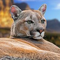 Close-up portrait of cougar / puma / mountain lion / panther (Puma concolor) resting in the mountains in USA, North America. Digital composite