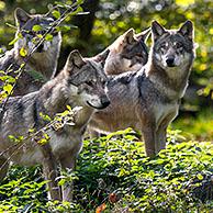 Wolf pack of five Eurasian wolves / grey wolves (Canis lupus lupus) on the look-out, standing on fallen tree trunk in forest in autumn