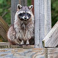 Common raccoon (Procyon lotor) sitting among beams / timber of wooden bridge, invasive species native to North America