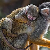 Black-capped squirrel monkey / Peruvian squirrel monkey (Saimiri boliviensis peruviensis) female walking over branch with infant clinging to its back 