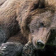 Close up portrait of European brown bear (Ursus arctos arctos) resting on hollow log