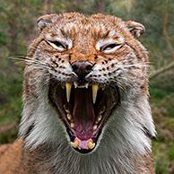 Close up portrait of yawning Eurasian lynx (Lynx lynx) showing teeth and long canines in open mouth in forest