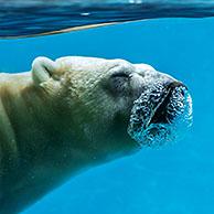 Polar bear (Ursus maritimus / Thalarctos maritimus) swimming underwater and breathing out / exhaling through nose showing air bubbles