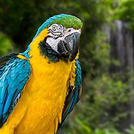 Blue-and-yellow macaw / blue-and-gold macaw (Ara ararauna) South American parrot native to Venezuela, Peru, Brazil, Bolivia, and Paraguay