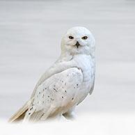 Snowy owl (Bubo scandiacus / Strix scandiaca) on the tundra in the snow in winter, native to Arctic regions in North America and Eurasia