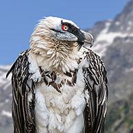Bearded vulture / Lämmergeier (Gypaetus barbatus) perched in tree in the Alps
