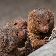 Three common dwarf mongooses (Helogale parvula) native to East and southern Central Africa