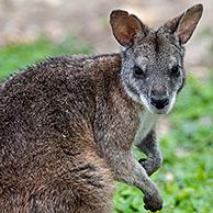 Parma wallaby (Macropus parma) native to northern New South Wales, Australia