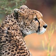 Northeast African cheetah / Sudan cheetah (Acinonyx jubatus soemmeringii) native to Sudan and Ethiopia