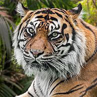 Sumatran tiger (Panthera tigris sondaica) in tropical forest, native to the Indonesian island of Sumatra, Indonesia