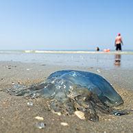 Barrel jellyfish / dustbin-lid jellyfish / frilly-mouthed jellyfish (Rhizostoma pulmo) washed ashore on the beach along the North Sea coast in summer