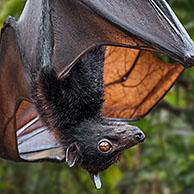 Lyle's flying fox (Pteropus lylei) native to Cambodia, Thailand and Vietnam hanging upside down and stretching wing showing veins