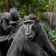 Celebes crested macaque / crested black macaque / (Macaca nigra) grooming and delousing group member, native to the Indonesian island of Sulawesi