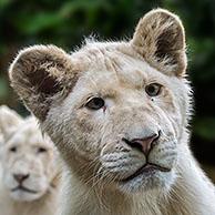 Male and juvenile leucistic white lions (Panthera leo krugeri) rare morph with a genetic condition called leucism caused by a double recessive allele