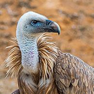 Griffon vulture (Gyps fulvus) close-up portrait, native to France and Spain in Europe