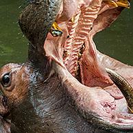Close up of common hippopotamus (Hippopotamus amphibius) in pond showing huge teeth and large canine tusks in wide open mouth