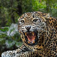 Sri Lankan leopard (Panthera pardus kotiya) roaring and showing large canine teeth in open mouth, native to Sri Lanka