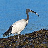 Two African sacred ibises (Threskiornis aethiopicus) introduced species foraging on seaweed covered beach along the Atlantic coast in Brittany, France