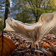 Fleecy milk-cap (Lactifluus vellereus / Lactarius vellereus) on the forest floor in beech woodland in autumn