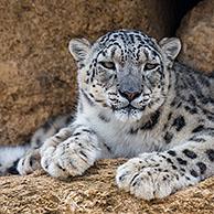 Snow leopard / ounce (Panthera uncia / Uncia uncia) resting on rock ledge in cliff face, native to the mountain ranges of Asia