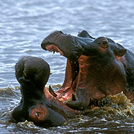 Hippopotamus (Hippopotamus amphibius) fight in the Kruger NP, South Africa