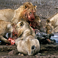 African lions (Panthera leo) kill young Burchell's zebra (Equus quagga burchellii) in the Kruger National Park, South Africa