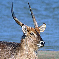 Two Waterbuck (Kobus ellipsiprymnus) males standing side by side by the water while showing back and front, Kruger National Park, South Africa 