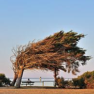 Windswept trees bent by coastal northern winds on the island Ile d'Oléron, Charente-Maritime, France
<BR><BR>More images at www.arterra.be</P>