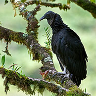 Black vulture (Coragyps atratus) perched in tree, Tapanti NP, Costa Rica
<BR><BR>More images at www.arterra.be</P>