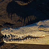 American crocodile (Crocodylus acutus) close-up showing teeth, Carara NP, Costa Rica