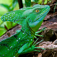 Emerald / Green Crested Basilisk (Basiliscus plumifrons) near water's edge, Costa Rica
<BR><BR>More images at www.arterra.be</P>